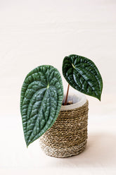 Anthurium luxurians 'Ecuadorian type'